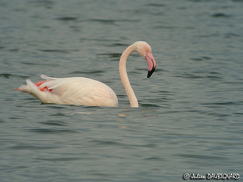 Flamant rose