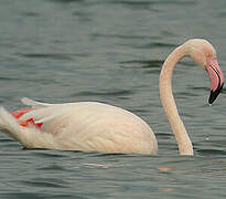 Flamant rose