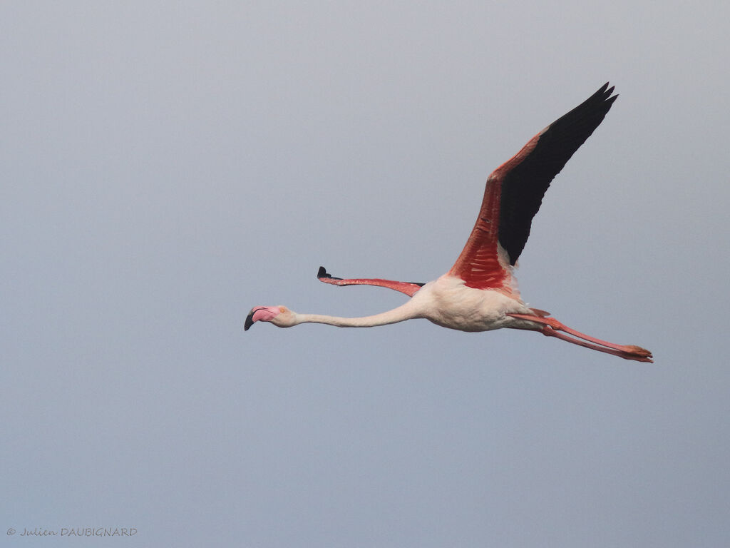 Greater Flamingo, Flight