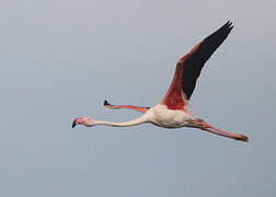 Flamant rose