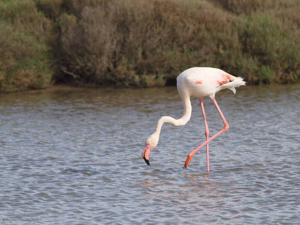 Flamant rose, identification