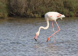 Flamant rose