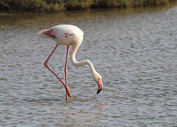 Greater Flamingo