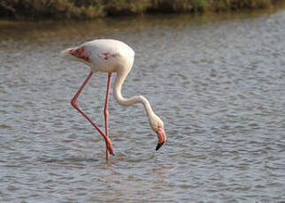 Flamant rose