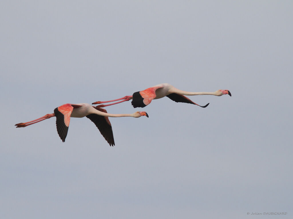 Flamant rose, Vol