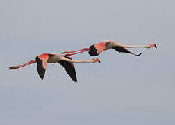 Greater Flamingo