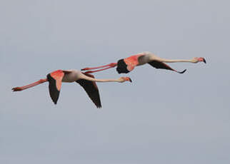 Flamant rose