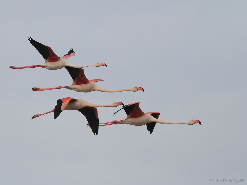 Flamant rose, identification