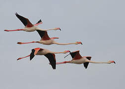 Greater Flamingo