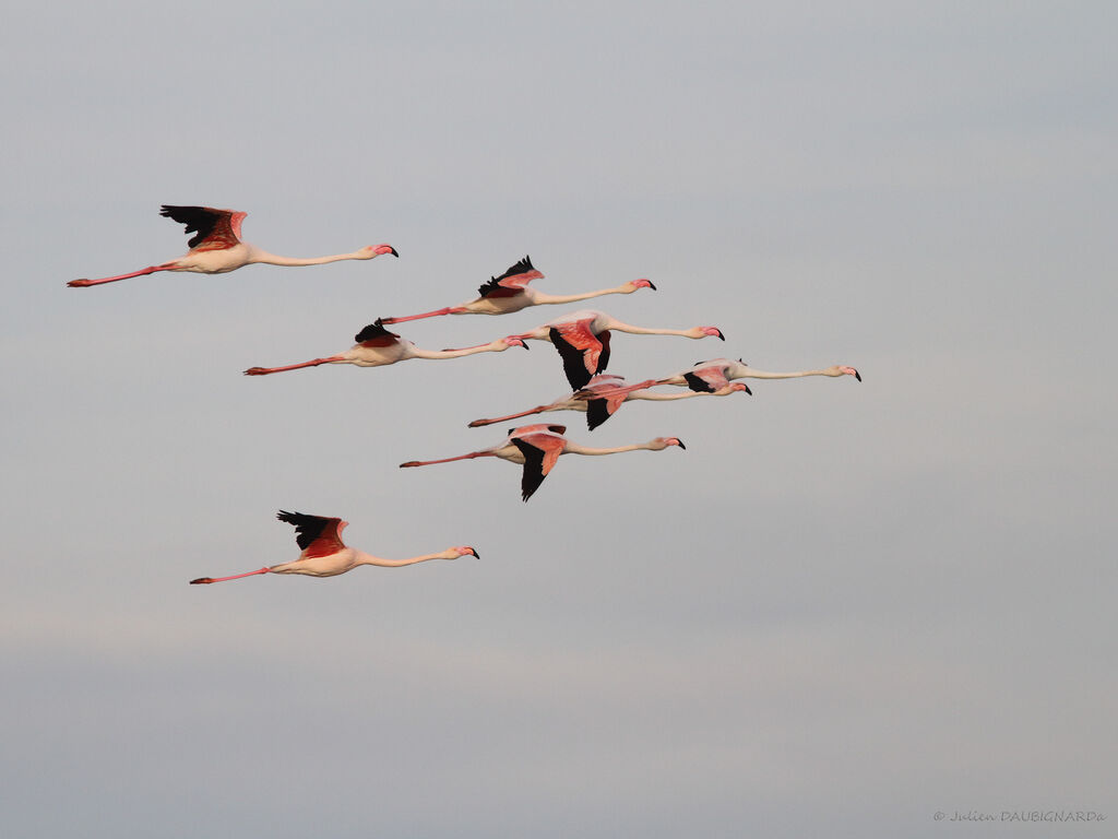 Greater Flamingo, Flight