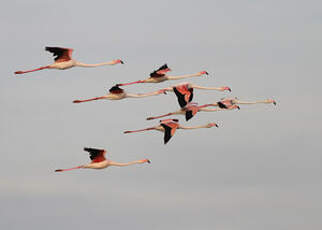 Flamant rose