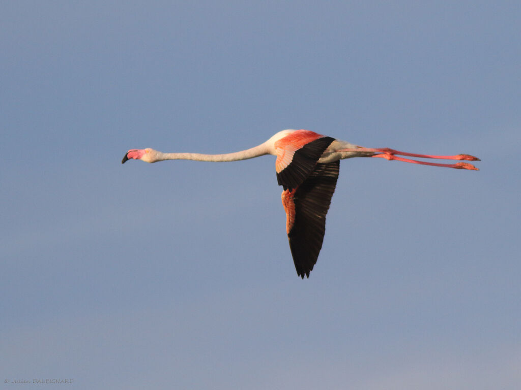 Greater Flamingo, Flight