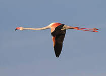 Flamant rose