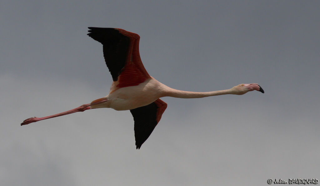 Greater Flamingo, Flight