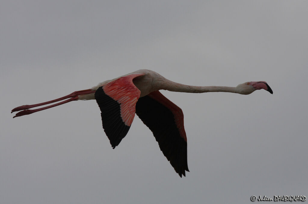 Greater Flamingo, Flight