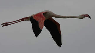 Greater Flamingo