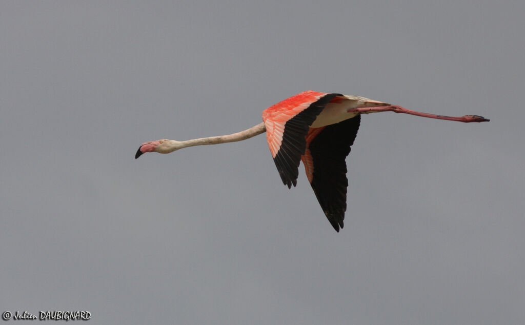 Greater Flamingo, Flight