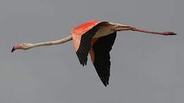 Flamant rose