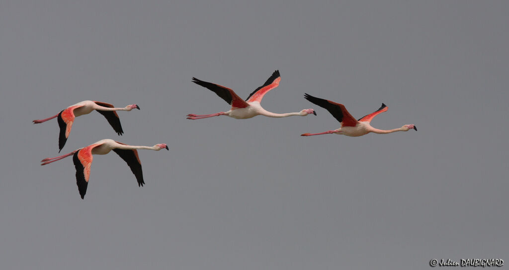 Greater Flamingo, Flight