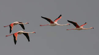 Greater Flamingo