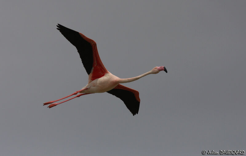 Greater Flamingo, Flight