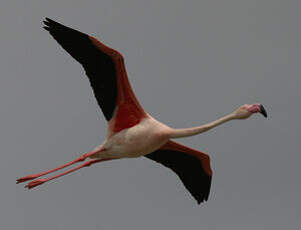 Flamant rose