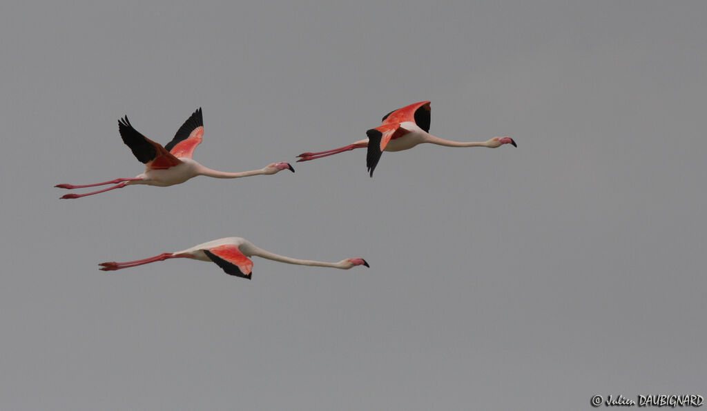 Greater Flamingo, Flight