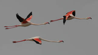 Greater Flamingo