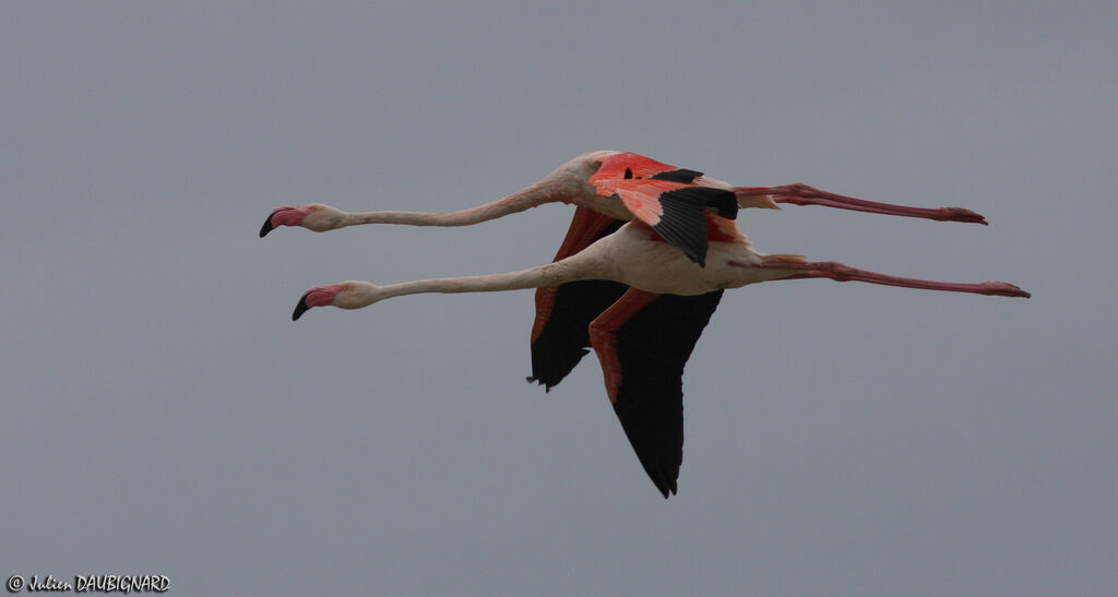 Greater Flamingo, Flight