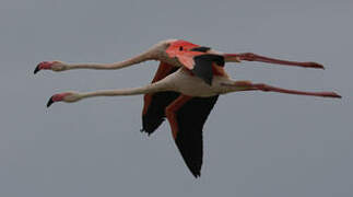 Greater Flamingo