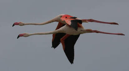 Flamant rose