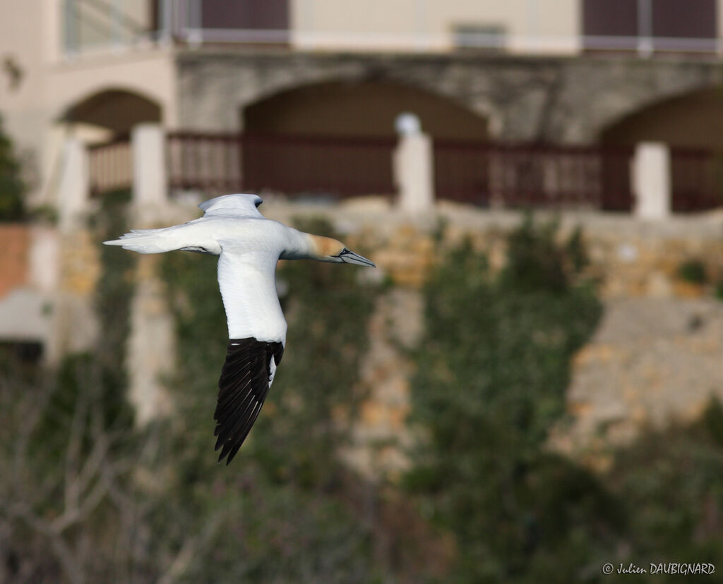 Northern Gannet, Flight