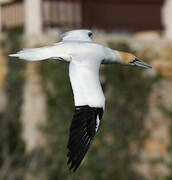 Northern Gannet