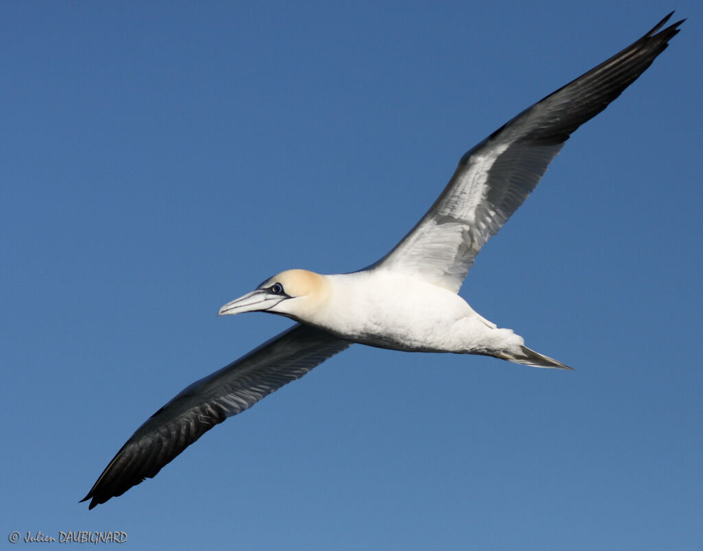 Northern Gannet, identification