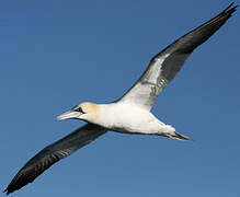 Northern Gannet