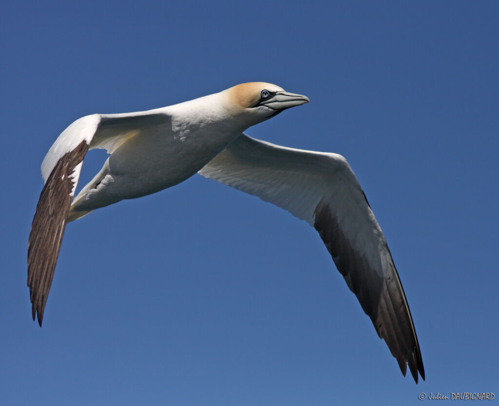 Northern Gannet, Flight