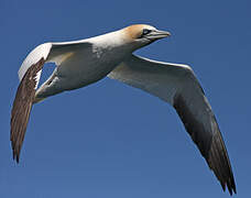 Northern Gannet