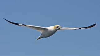 Northern Gannet