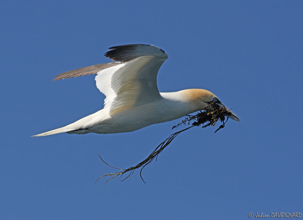 Northern Gannet, Flight