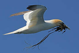 Northern Gannet