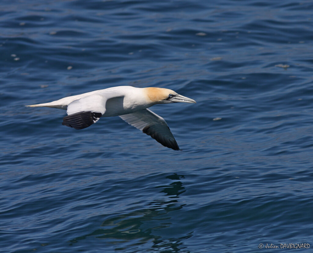 Northern Gannet, Flight