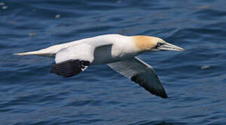 Northern Gannet