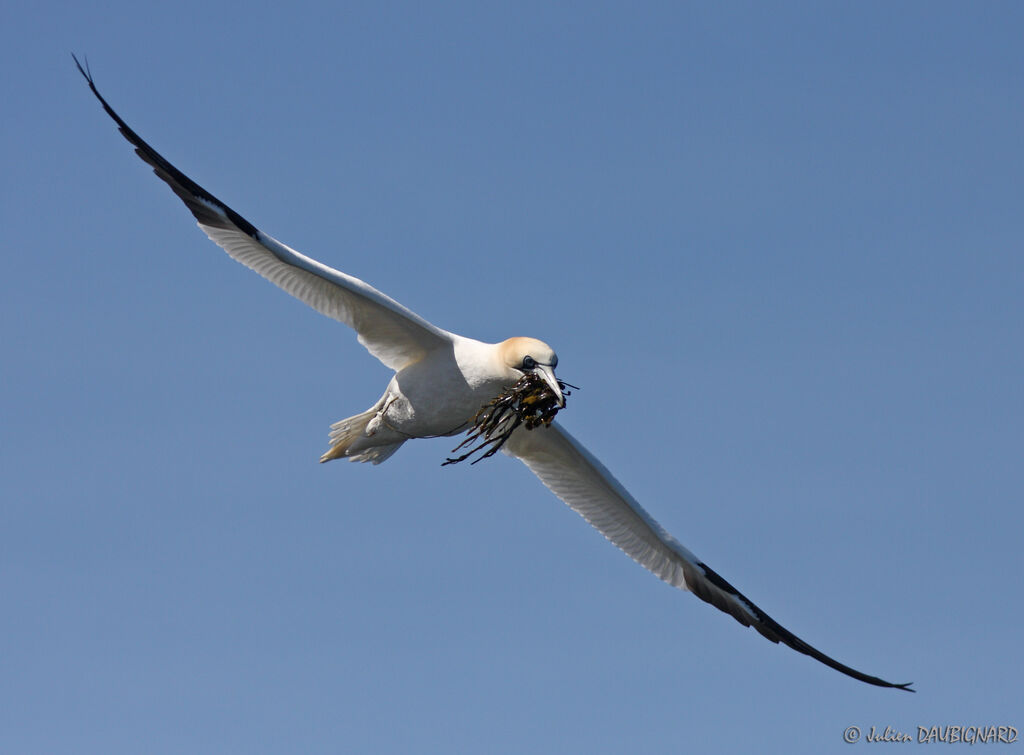 Northern Gannet, Flight