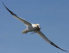 Northern Gannet