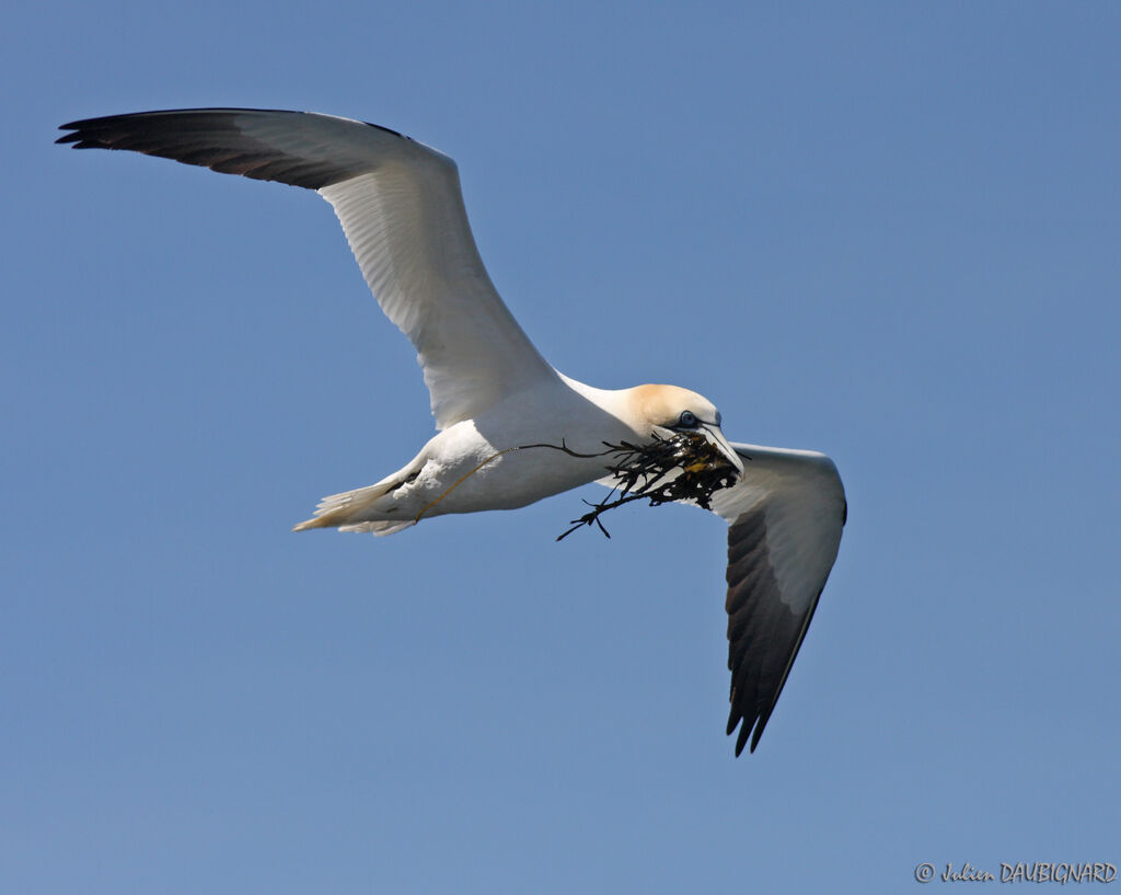 Northern Gannet, Flight