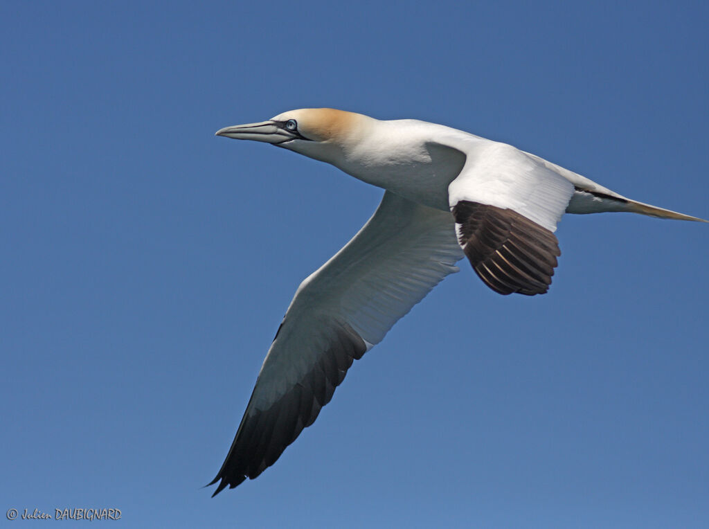 Northern Gannet, Flight