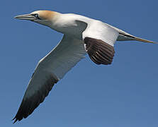 Northern Gannet