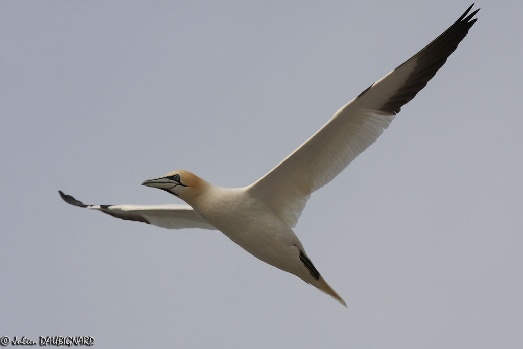 Northern Gannetadult, Flight