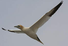 Northern Gannet