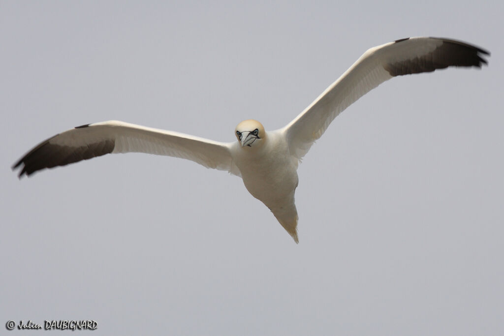 Northern Gannetadult, Flight